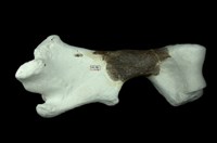 犀腿骨化石 (右前腿骨)藏品圖，第3張